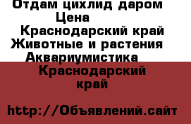 Отдам цихлид даром › Цена ­ 100 - Краснодарский край Животные и растения » Аквариумистика   . Краснодарский край